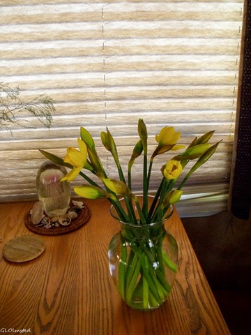 Daffodils Yarnell Arizona