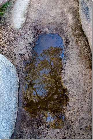 Reflection in puddle Barker Dam trail Joshua Tree National Park California