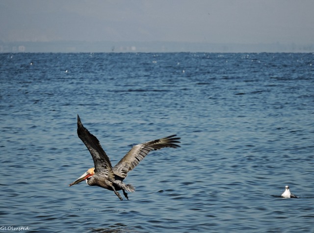 Brown pelican & gull Corvina Beach Salton Sea SRA California