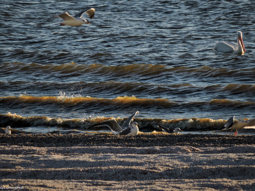 https://geogypsytraveler.com/wp-content/uploads/2015/03/10-DSCN2025lerw-Gulls-white-pelican-Corvina-Beach-Salton-Sea-SRA-CA-g-2-1024x768-2.jpg