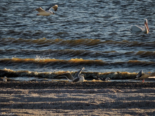 Gulls & white pelican Corvina Beach Salton Sea SRA California