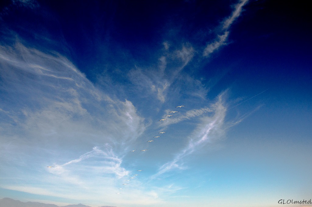 Birds in flght & bird cloud Corvina Beach Salton Sea SRA California