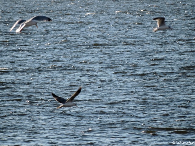 Gulls in flight Corvina Beach Salton Sea SRA California