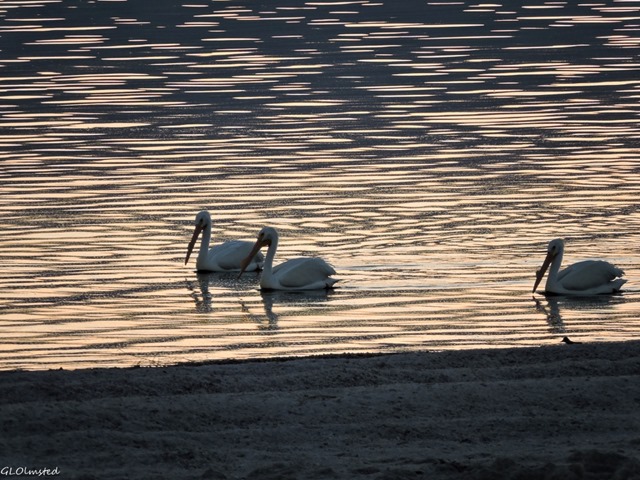 White pelicans on sunset water Corvina Beach Salton Sea SRA California