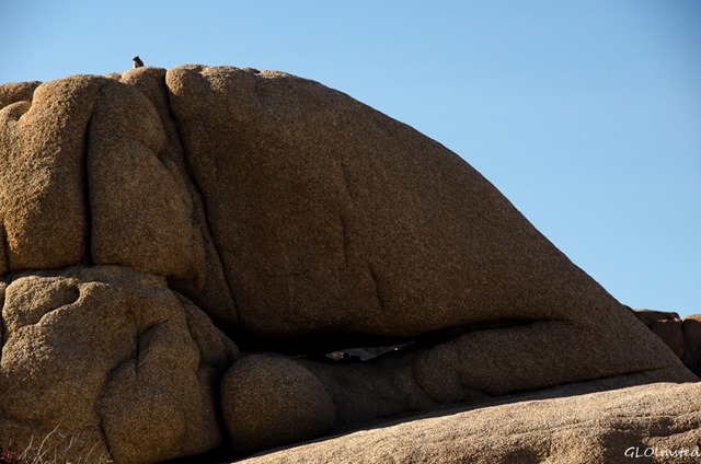 Squirrel on boulder with nest below Jumbo Rocks campground Joshua Tree National Park California