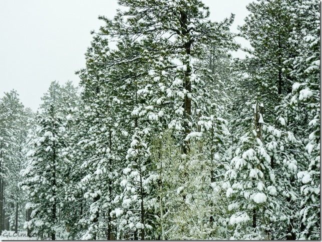 Snow on trees SR67 N Kaibab National Forest Arizona