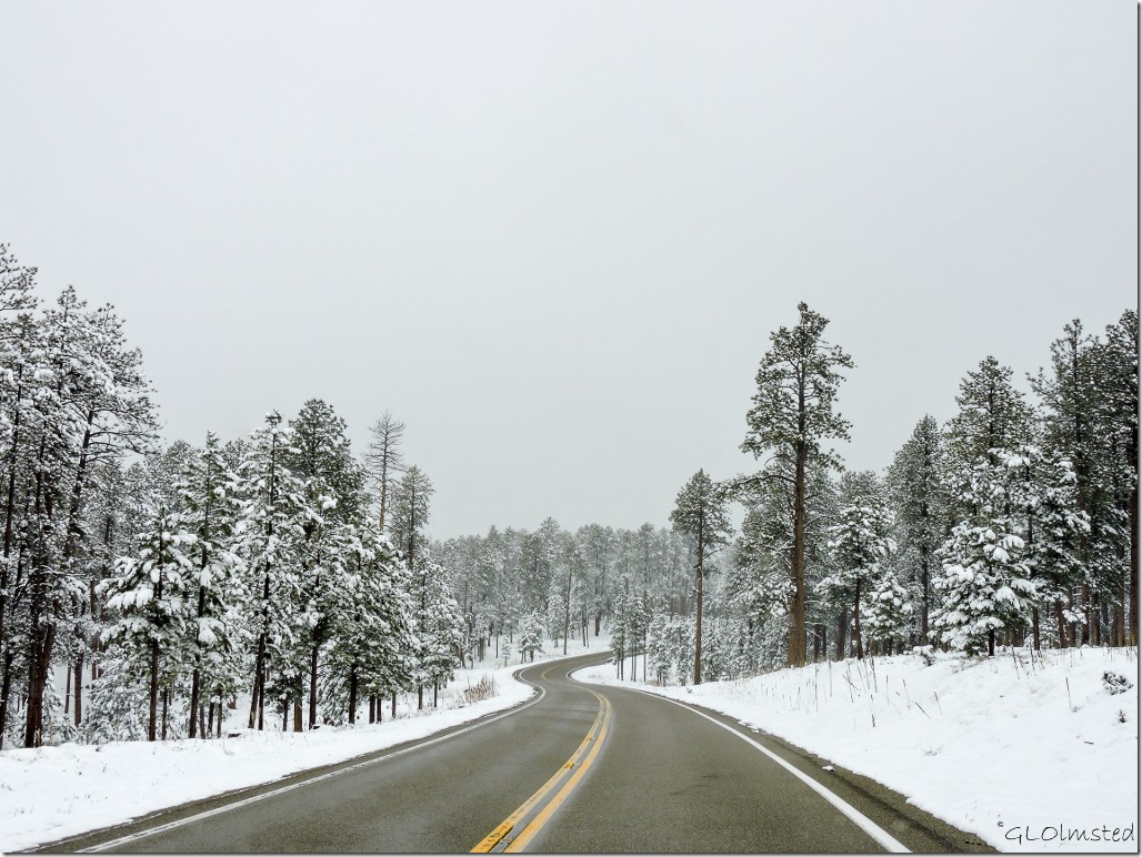 Snow SR67 N Kaibab National Forest Arizona