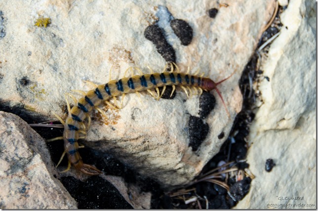Centipede Cape Royal North Rim Grand Canyon National Park Arizona