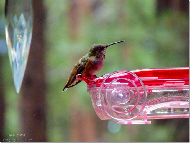 Rufous hummingbird on feeder thru RV window North Rim Grand Canyon National Park Arizona