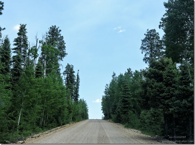 Forest Road 611 Kaibab National Forest Arizona