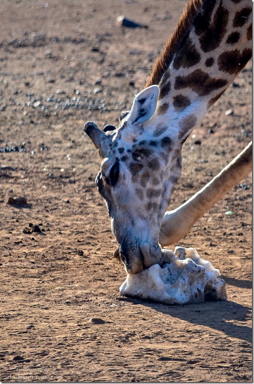 Giraffe by salt lick Pilanesberg Game Reserve South Africa