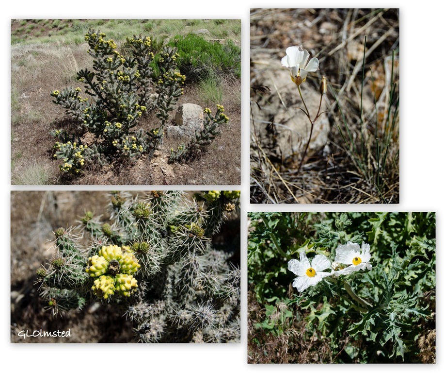 cholla, sego lily & prickly poppy Snake Gulch trail Kaibab National Forest Arizona
