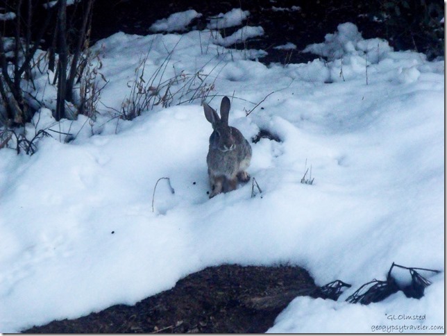 Bunny in snow Yarnell Arizona