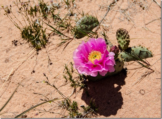 Flowering Beavertail cactus White Pocket Vermilion Cliffs National Monument Arizona