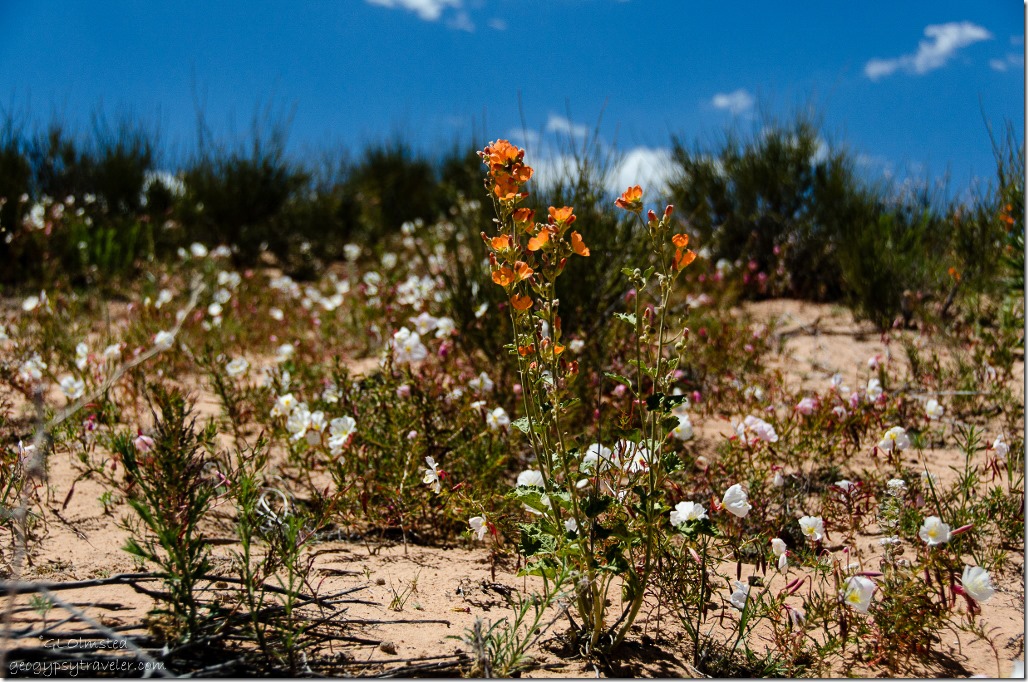 Wildflowers White Pocket Vermilion Cliffs National Monument Arizona