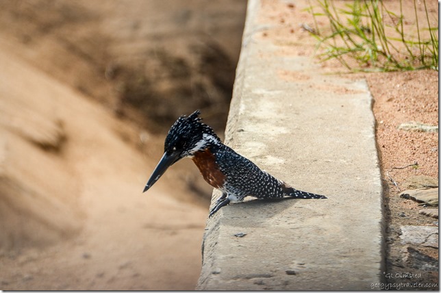 Giant Kingfisher Kruger National Park South Africa
