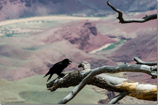 Raven & Colorado River from Walhalla overlook North Rim Grand Canyon National Park Arizona
