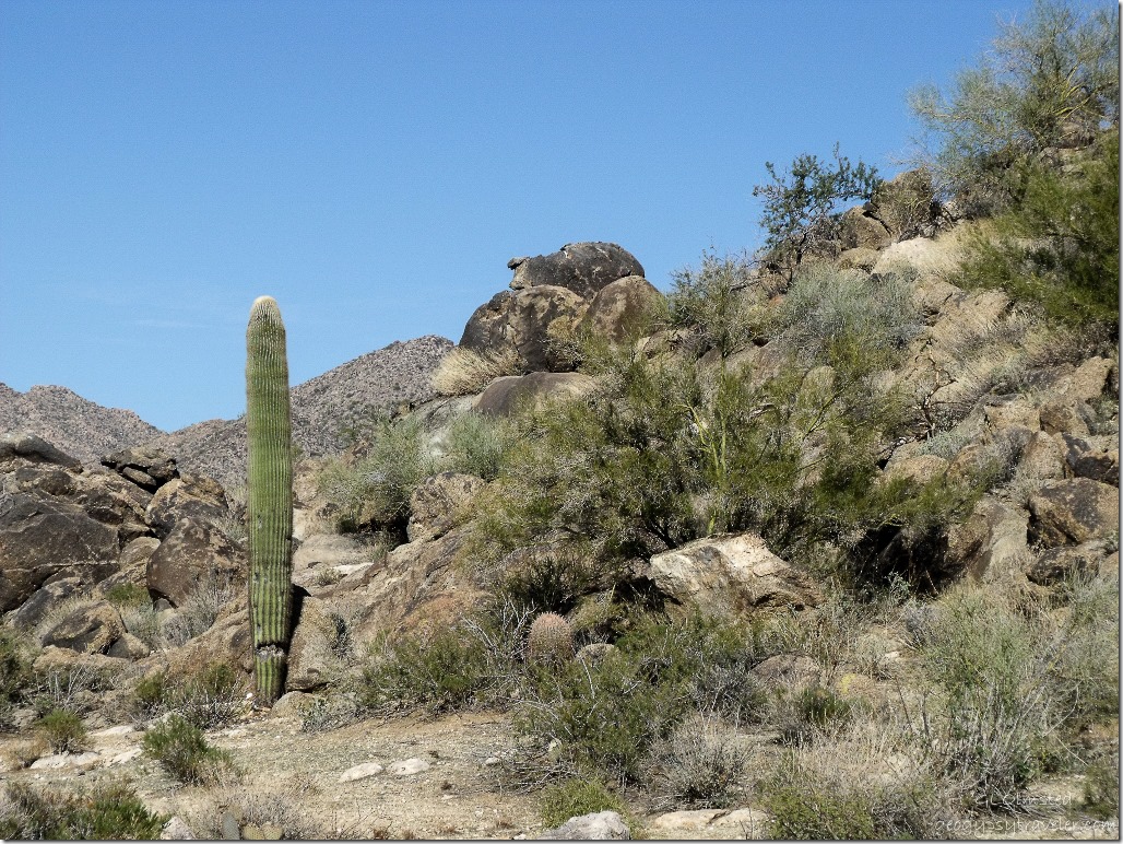 Saguaro & puppy rock State Trust Land Congress Arizona