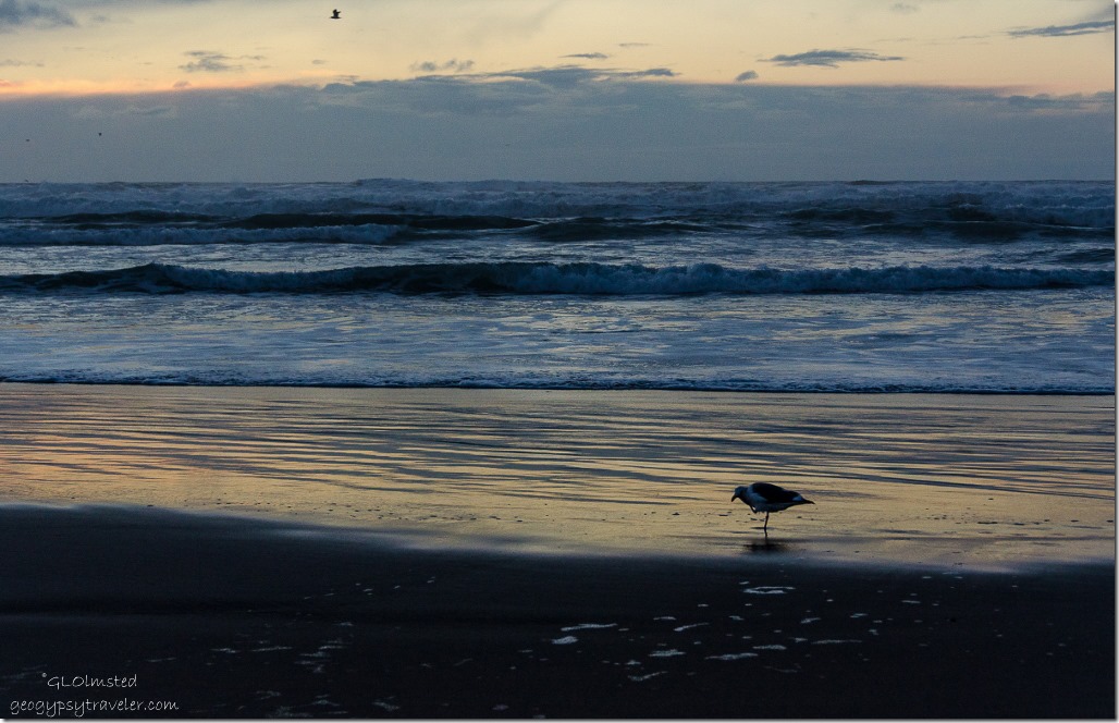 Sunset at the beach & sea gull Bandon Oregon
