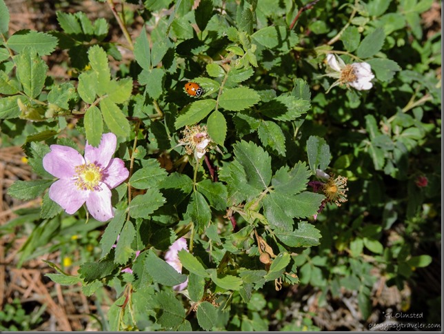 Ladybug & wild roses FR22 Kaibab National Forest Arizona