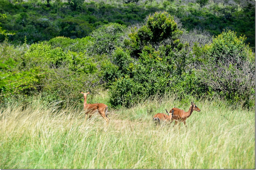 Impalas Hluhluwe iMfolozi National Park South Africa