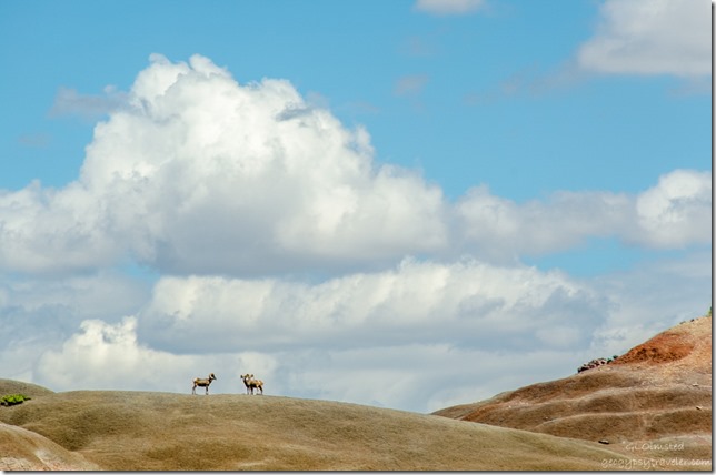 Three bighorn sheep Paria River Road Grand Staircase-Escalante National Monument Utah