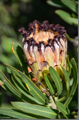 Black-bearded Protea Grootriver Pass Nature's Valley South Africa