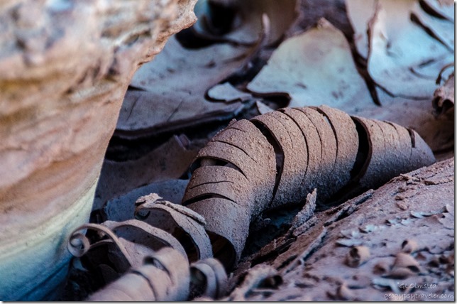 Curled cracked mud Upper Buckskin Gulch Paria Canyon/Vermilion Cliffs Wilderness area Utah