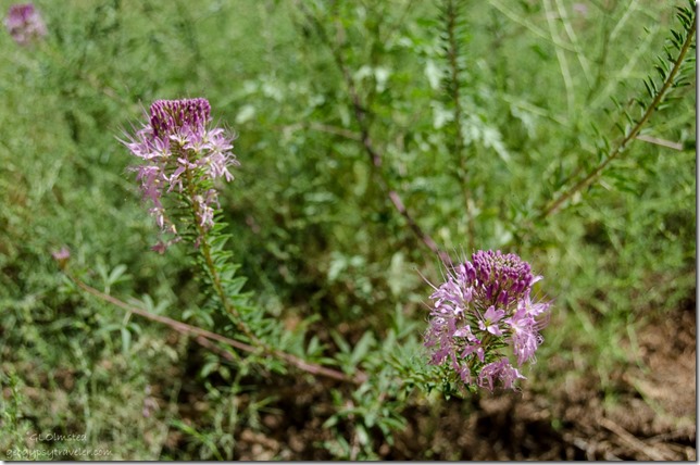 Bee plant Upper Buckskin Gulch Paria Canyon/Vermilion Cliffs Wilderness area Utah