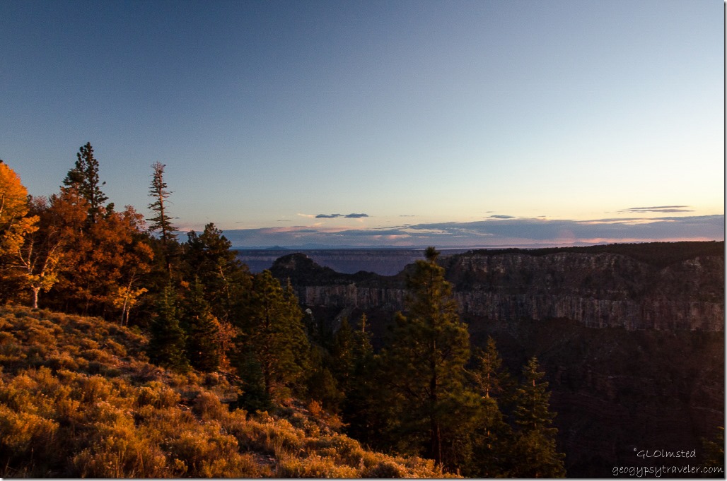 Last light at sunset on fall aspen North Rim Grand Canyon National Park Arizona