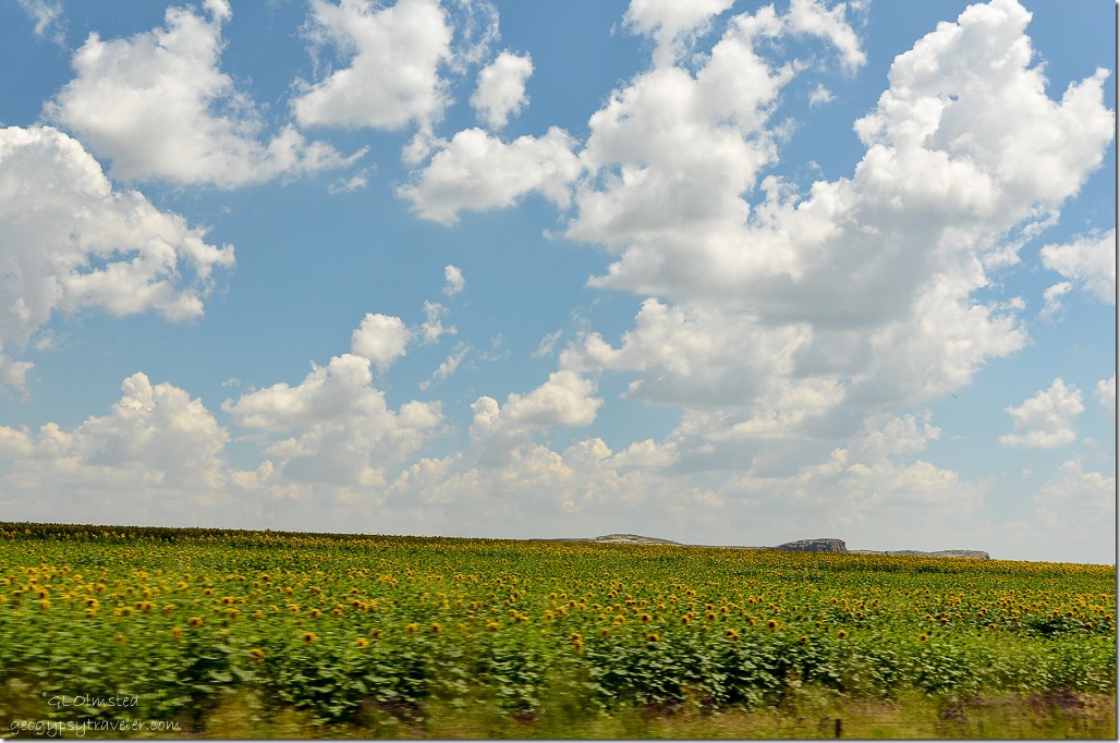 Fields of sunflowers R26 Free State South Africa