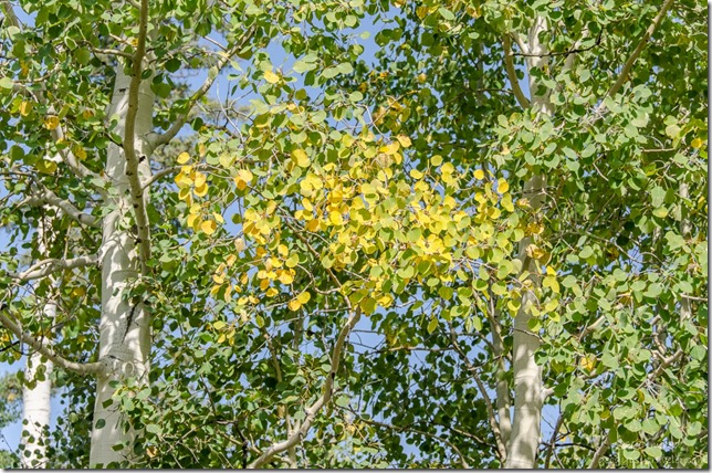 Fall aspen Kaibab National Forest Arizona