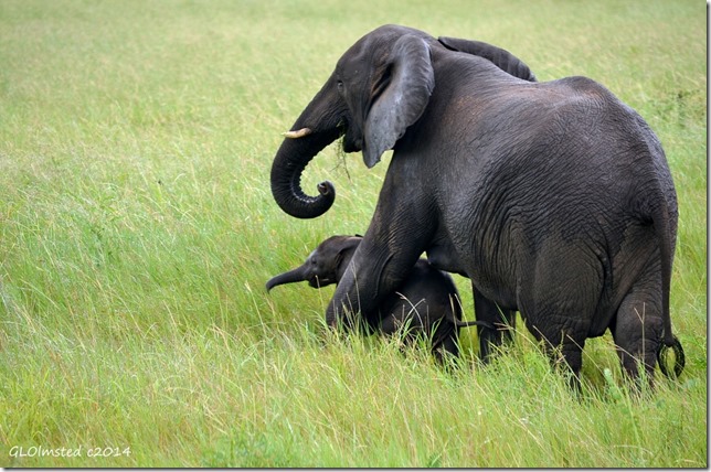 Mom & baby elephant Kruger National Park South Africa