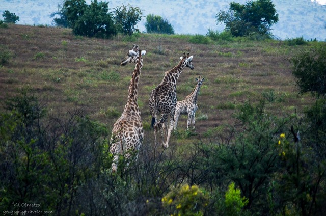 Giraffes Pilanesburg Game Reserve South Africa