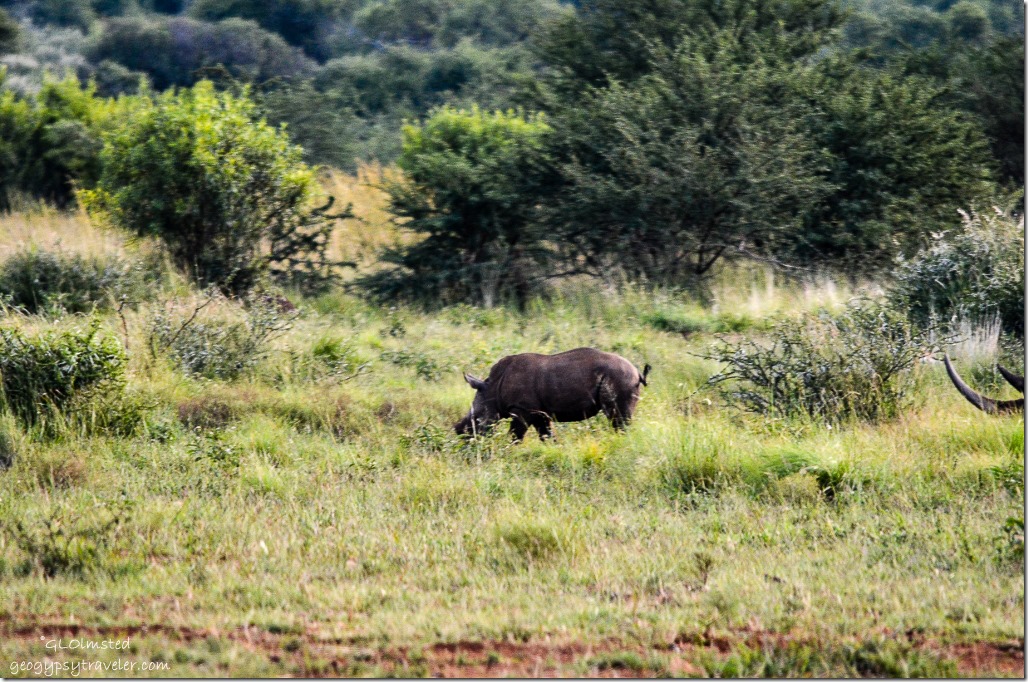 Baby Rhino Pilanesberg Game Reserve South Africa