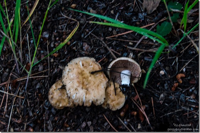 Unidentified mushrooms by RV North Rim Grand Canyon National Park Arizona