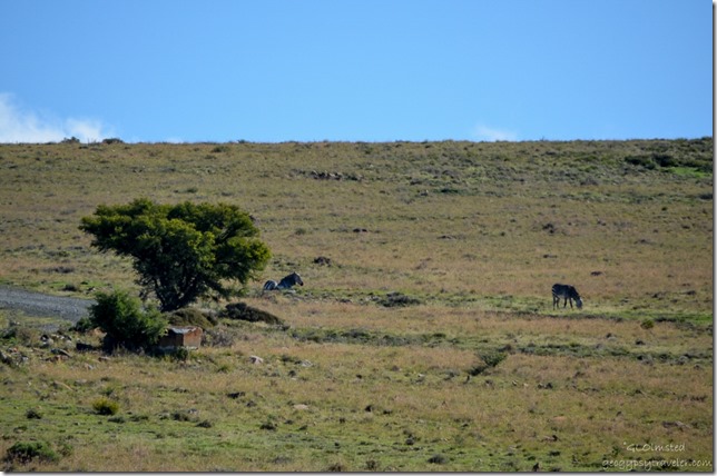 Mountain Zebras Mountain Zebra National Park Eastern Cape South Africa