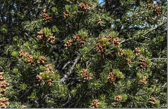 Pinyon Pine cones BLM Utah