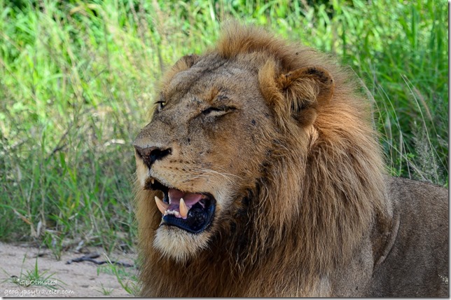 Lion Kruger National Park South Africa