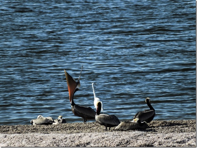 Gulls, brown pelicans & egret Corvina Beach Salton Sea Scenic Recreation Area California
