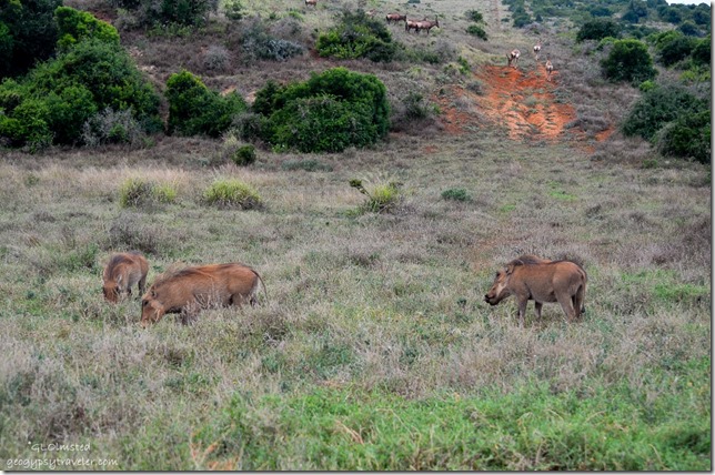 Warthogs Addo Elephant National Park South Africa