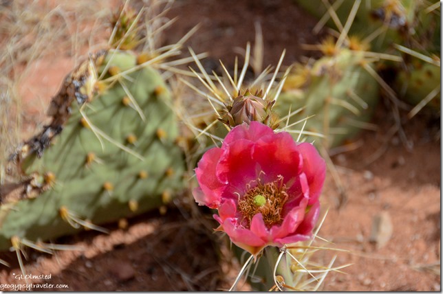 Flowering prickly pear cactus Toroweap Grand Canyon National Park Arizona