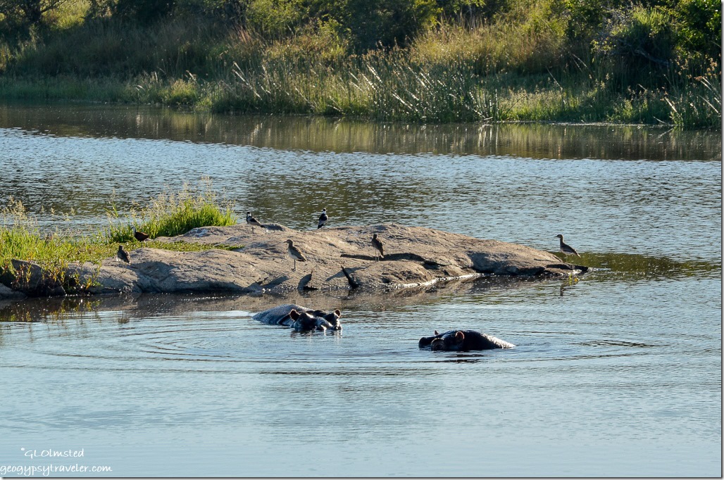 Birds & hippos at a dam Kruger National Park South Africa