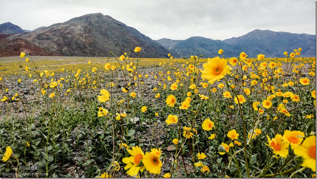 Desert Gold wildflowers Badwater Basin Death Valley National Park California