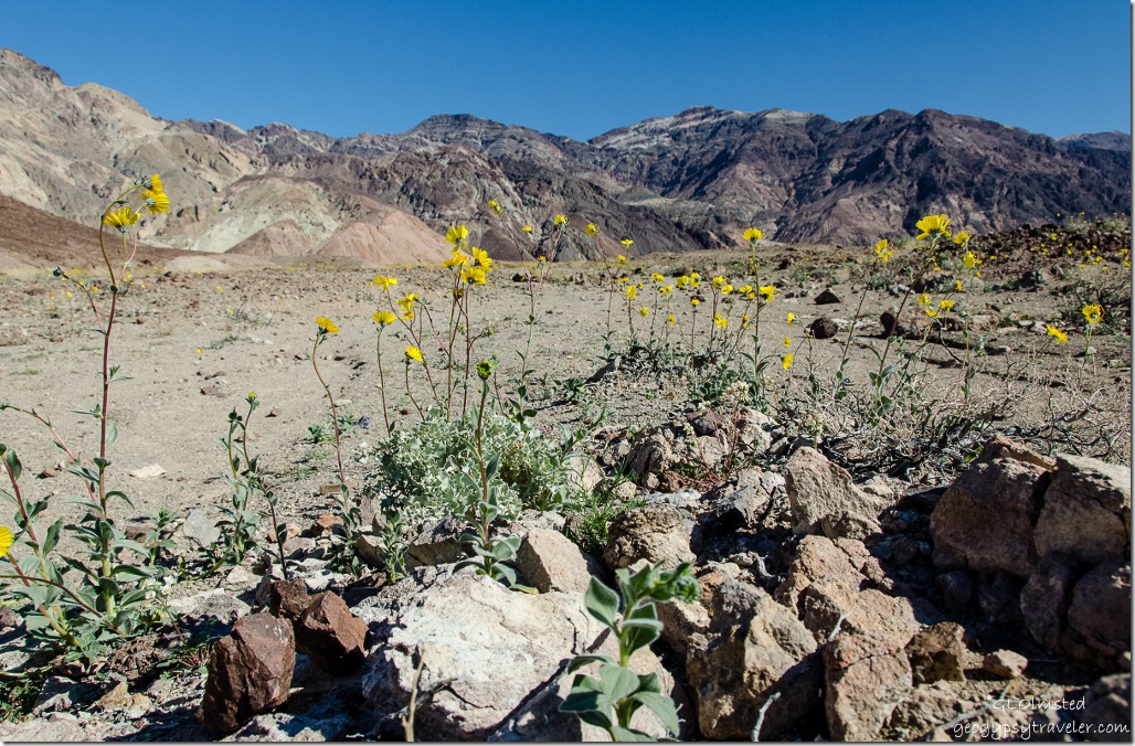 Desert Gold Artists Drive Death Valley National Park California