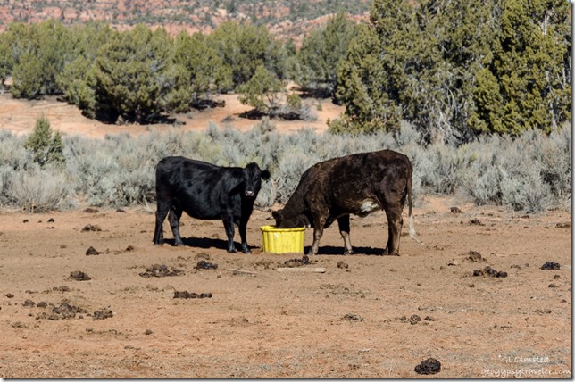Two cows BLM11 Utah