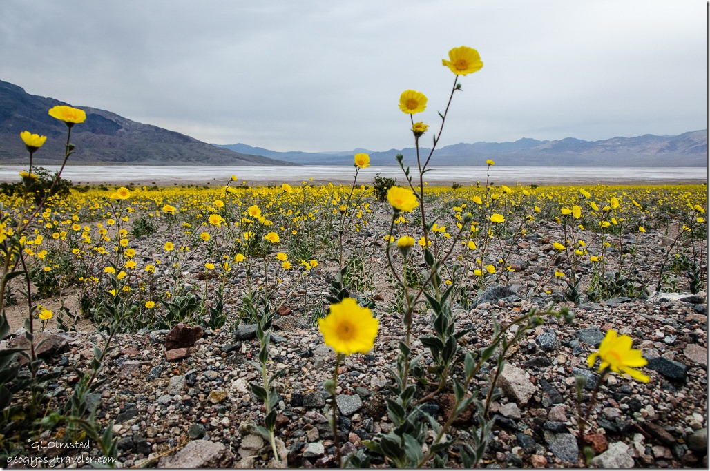 Wildflowers Badwater Basin Road Death Valley National Park California