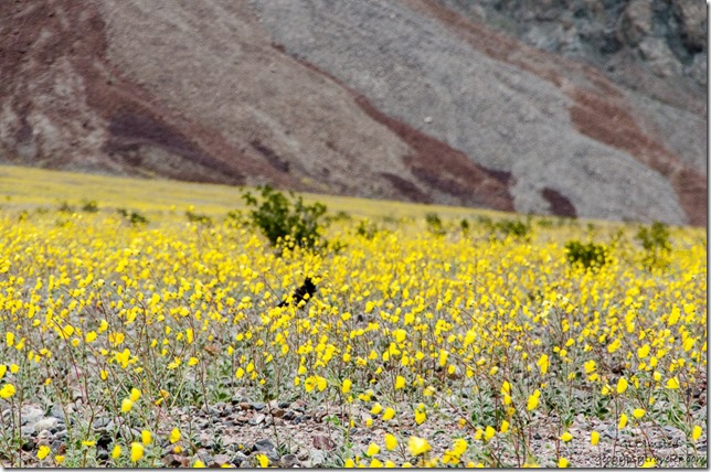 Raven in wildflowers Badwater Basin Road Death Valley National Park California