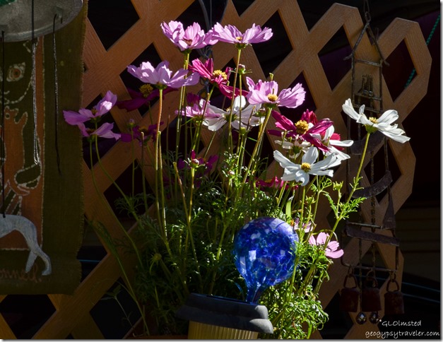 Flowers & stuff at Berta's place Yarnell Arizona