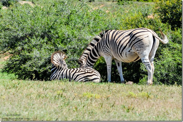 Zebras from underground birdhide Addo Elephant National Park South Africa